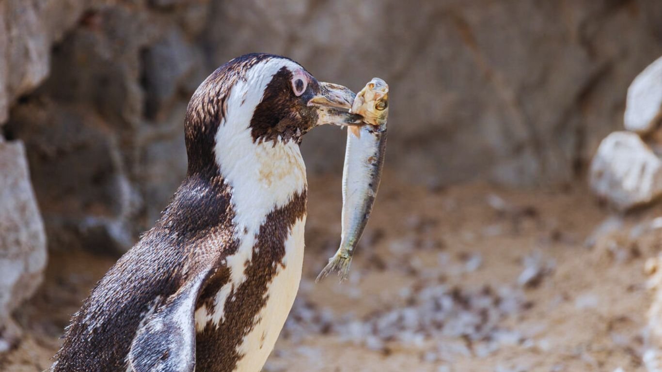 From Krill To Squid What Do Penguins Eat NatureGeeky