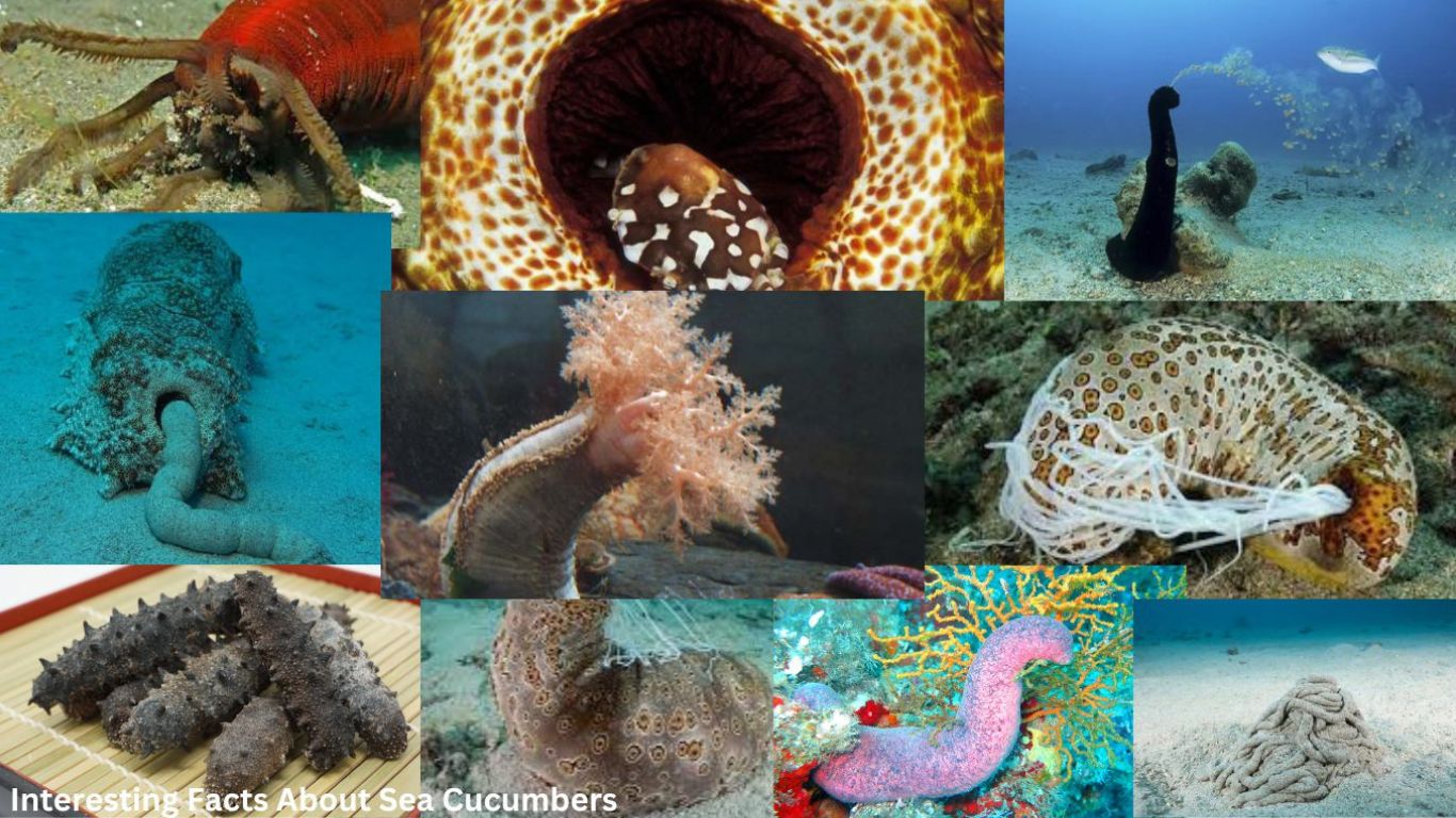 facts-about-sea-cucumbers-NatureGeeky
